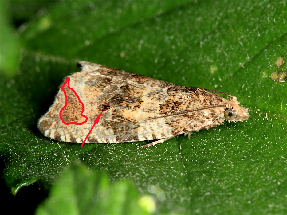 Tortricidae:  cfr. Orthotaenia undulana